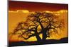 Silhouette Image of Tree at Sunset-Merrill Images-Mounted Photographic Print