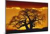 Silhouette Image of Tree at Sunset-Merrill Images-Mounted Premium Photographic Print