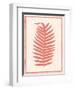 Silhouette in Coral II-Susan Davies-Framed Art Print