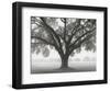 Silhouette Oak-William Guion-Framed Art Print