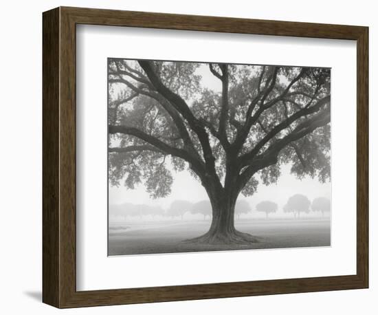 Silhouette Oak-William Guion-Framed Art Print