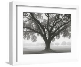 Silhouette Oak-William Guion-Framed Art Print