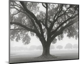 Silhouette Oak-William Guion-Mounted Art Print