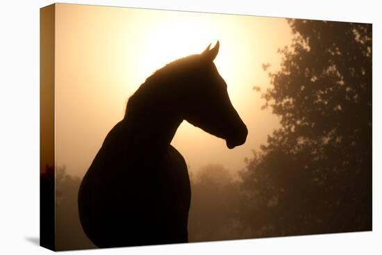 Silhouette Of A Beautiful Arabian Horse Against Sun Shining Through Heavy Fog, In Sepia Tone-Sari ONeal-Stretched Canvas
