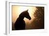 Silhouette Of A Beautiful Arabian Horse Against Sun Shining Through Heavy Fog, In Sepia Tone-Sari ONeal-Framed Photographic Print