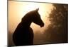 Silhouette Of A Beautiful Arabian Horse Against Sun Shining Through Heavy Fog, In Sepia Tone-Sari ONeal-Mounted Photographic Print