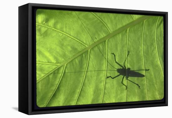 Silhouette of a Bug on a Leaf-John Dominis-Framed Stretched Canvas