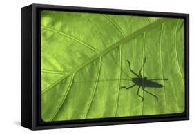 Silhouette of a Bug on a Leaf-John Dominis-Framed Stretched Canvas