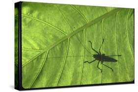 Silhouette of a Bug on a Leaf-John Dominis-Stretched Canvas