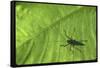 Silhouette of a Bug on a Leaf-John Dominis-Framed Stretched Canvas