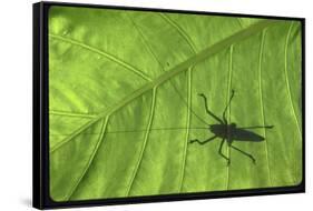 Silhouette of a Bug on a Leaf-John Dominis-Framed Stretched Canvas