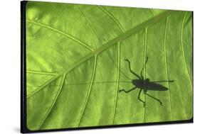 Silhouette of a Bug on a Leaf-John Dominis-Stretched Canvas