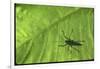 Silhouette of a Bug on a Leaf-John Dominis-Framed Photographic Print