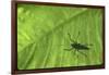 Silhouette of a Bug on a Leaf-John Dominis-Framed Photographic Print