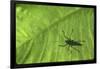 Silhouette of a Bug on a Leaf-John Dominis-Framed Photographic Print