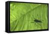 Silhouette of a Bug on a Leaf-John Dominis-Framed Stretched Canvas