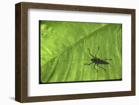 Silhouette of a Bug on a Leaf-John Dominis-Framed Photographic Print