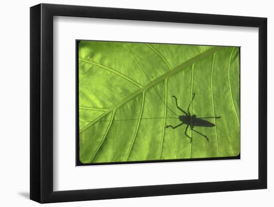 Silhouette of a Bug on a Leaf-John Dominis-Framed Photographic Print
