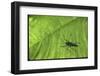 Silhouette of a Bug on a Leaf-John Dominis-Framed Photographic Print