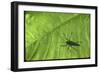 Silhouette of a Bug on a Leaf-John Dominis-Framed Photographic Print