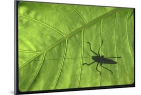 Silhouette of a Bug on a Leaf-John Dominis-Mounted Photographic Print