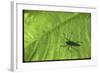 Silhouette of a Bug on a Leaf-John Dominis-Framed Photographic Print