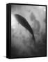 Silhouette of a Fish-Henry Horenstein-Framed Stretched Canvas