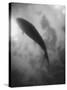 Silhouette of a Fish-Henry Horenstein-Stretched Canvas