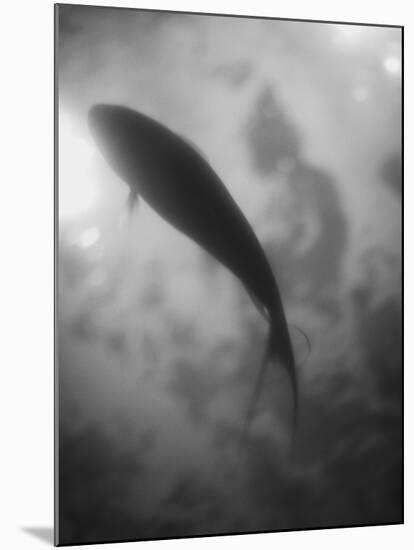 Silhouette of a Fish-Henry Horenstein-Mounted Photographic Print