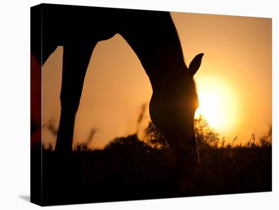 Silhouette Of A Grazing Horse Against Sunrise-Sari ONeal-Stretched Canvas