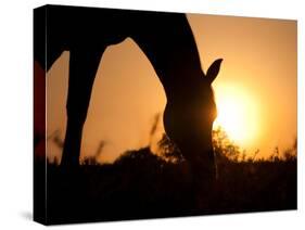 Silhouette Of A Grazing Horse Against Sunrise-Sari ONeal-Stretched Canvas