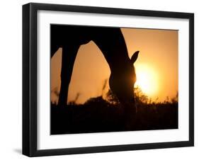 Silhouette Of A Grazing Horse Against Sunrise-Sari ONeal-Framed Photographic Print