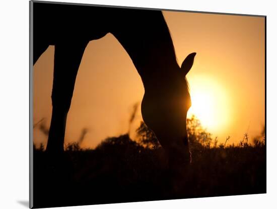 Silhouette Of A Grazing Horse Against Sunrise-Sari ONeal-Mounted Photographic Print