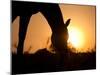 Silhouette Of A Grazing Horse Against Sunrise-Sari ONeal-Mounted Photographic Print