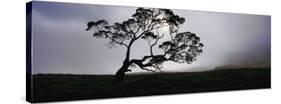 Silhouette of a Koa Tree, Mauna Kea, Kamuela, Big Island, Hawaii, USA-null-Stretched Canvas