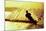 Silhouette of a man waterskiing in sea-null-Mounted Photographic Print