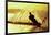 Silhouette of a man waterskiing in sea-null-Framed Photographic Print