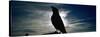 Silhouette of a Raven at Dusk, Yellowstone National Park, Wyoming, USA (Corvus Corax)-null-Stretched Canvas