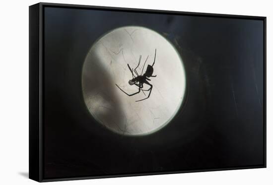 Silhouette of a Spider in the Back Light in Front of the Round Arachnida-Falk Hermann-Framed Stretched Canvas