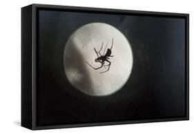 Silhouette of a Spider in the Back Light in Front of the Round Arachnida-Falk Hermann-Framed Stretched Canvas