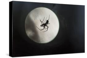 Silhouette of a Spider in the Back Light in Front of the Round Arachnida-Falk Hermann-Stretched Canvas