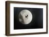 Silhouette of a Spider in the Back Light in Front of the Round Arachnida-Falk Hermann-Framed Premium Photographic Print