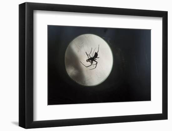 Silhouette of a Spider in the Back Light in Front of the Round Arachnida-Falk Hermann-Framed Premium Photographic Print