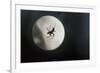 Silhouette of a Spider in the Back Light in Front of the Round Arachnida-Falk Hermann-Framed Photographic Print