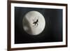 Silhouette of a Spider in the Back Light in Front of the Round Arachnida-Falk Hermann-Framed Photographic Print