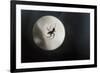 Silhouette of a Spider in the Back Light in Front of the Round Arachnida-Falk Hermann-Framed Photographic Print