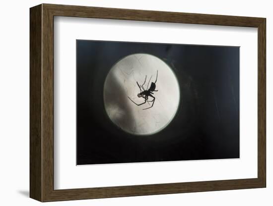 Silhouette of a Spider in the Back Light in Front of the Round Arachnida-Falk Hermann-Framed Photographic Print