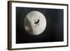 Silhouette of a Spider in the Back Light in Front of the Round Arachnida-Falk Hermann-Framed Photographic Print