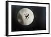Silhouette of a Spider in the Back Light in Front of the Round Arachnida-Falk Hermann-Framed Photographic Print