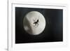 Silhouette of a Spider in the Back Light in Front of the Round Arachnida-Falk Hermann-Framed Photographic Print